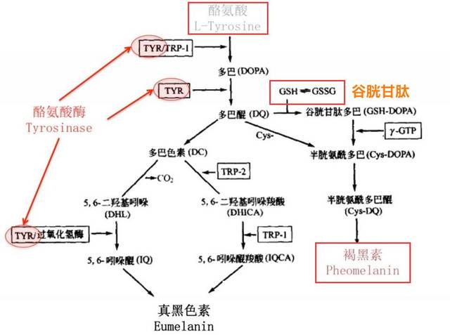 澳门新葡游戏网